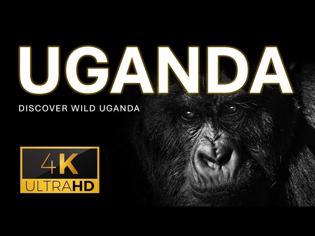 Discover wild Uganda - 4K ultra HD