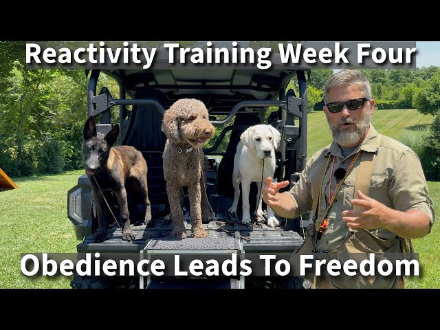 Understanding & Preventing Puppy (Dog) Reactivity Problems | Part Four