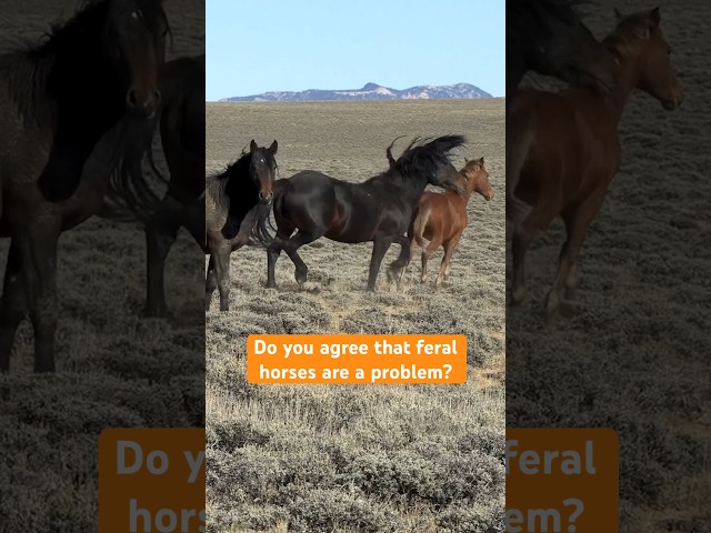 Horses Destroy Habitat?! Public Lands Endangered