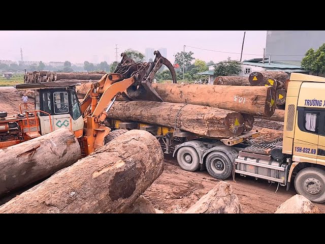 Wood sawing // Vietnam's largest sawmill and expensive rare trees