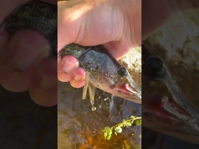 Catching one of the most hated fish in New England
