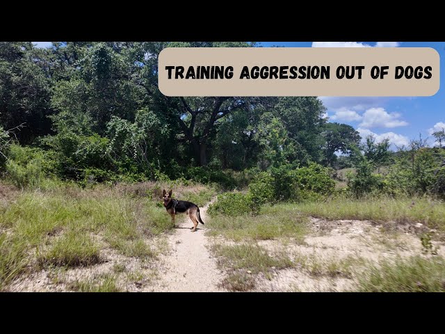 Training Aggression Out Of Dogs