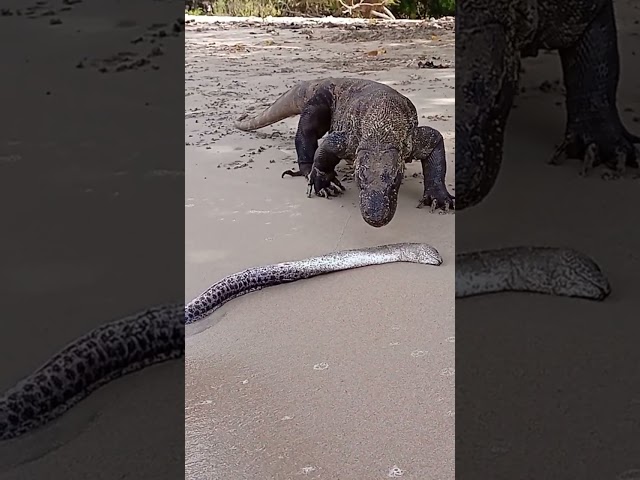 How Komodo dragons eat electric eels