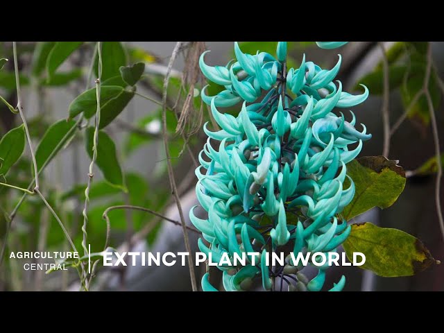 EXTINCT?! 5 Plants Mysteriously Vanished From Nature - Plants Lost to History