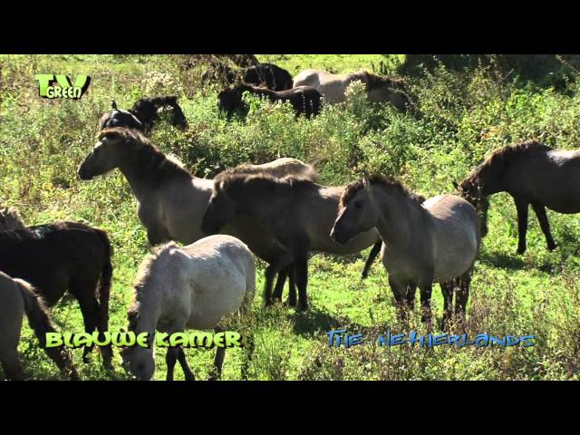 Fighting for a lady: Konik horses - Konik paarden in de Blauwe Kamer