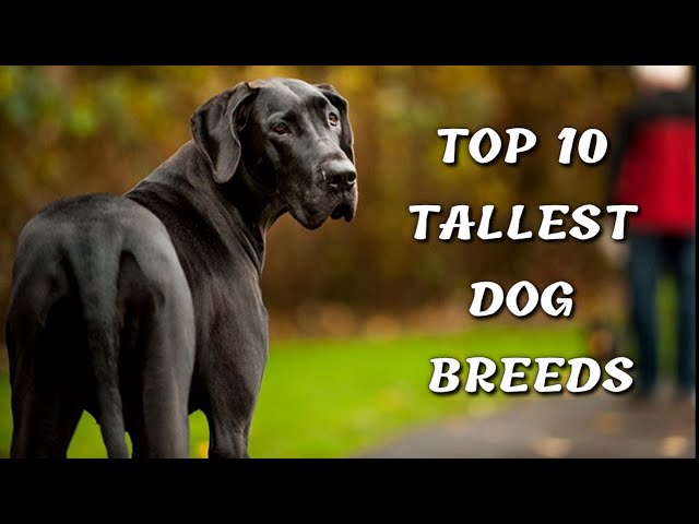 TOP 10 TALLEST DOG BREEDS IN THE WORLD