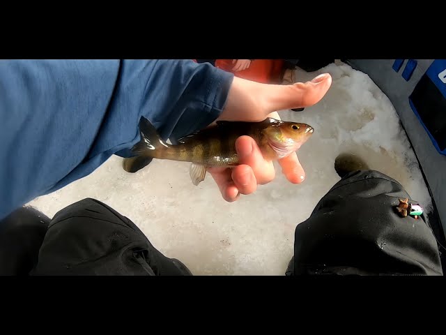 Ice Fishing For Chain Pickerel And Perch (Feat. Fishing With Damon)