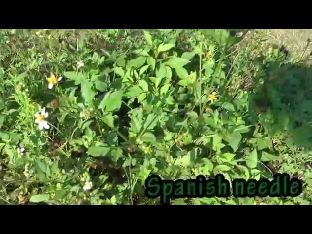 PART 1: ZONE 9B FOOD FOREST  | Central Florida Permaculture Tour |