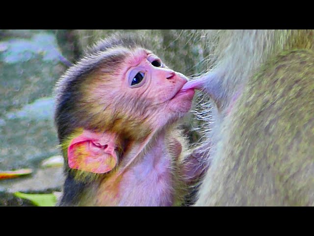 Sweet Milk...Very Good To See Tiny Monkey Struggle To Get Milk From Mom SARIKA Very Well.