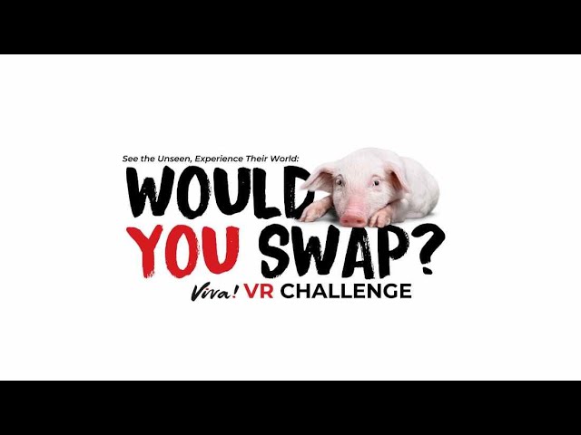 Virtual Reality Challenge - Step inside a UK pig farm