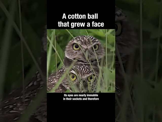 A baby owl is a cotton ball that grew a face #owls #animals #truefacts