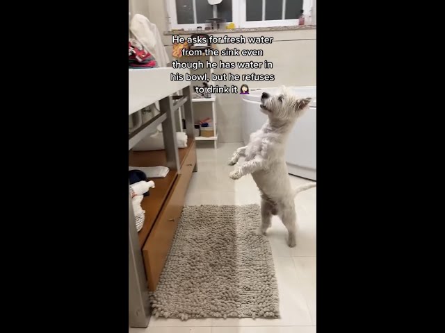 Does your dog ever do THIS? 😂 |👇SUBSCRIBE👇 | Westie dog #shorts