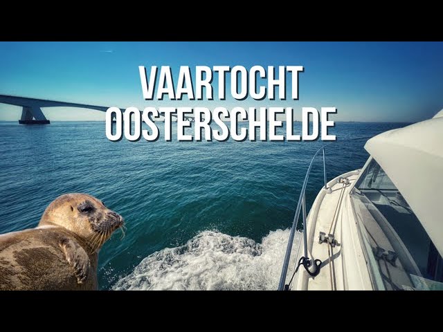 Seals spotted during a beautiful cruise on the Oosterschelde
