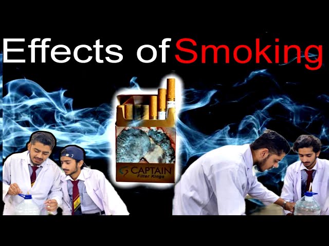 Harmful effects of cigarettes | Cigarette experiment with cotton and bottle