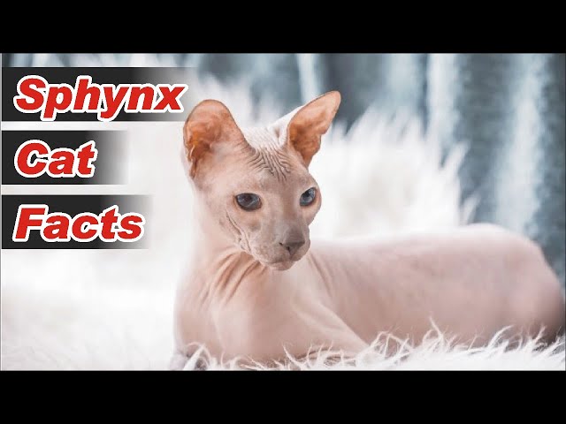 Interesting Facts About Sphynx Cats  | Sphynx Cat Facts