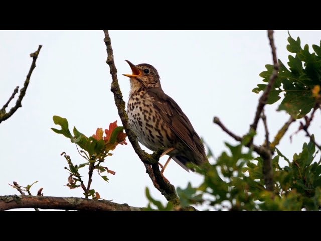 One Hour Relaxing Birdsong: Song Thrush