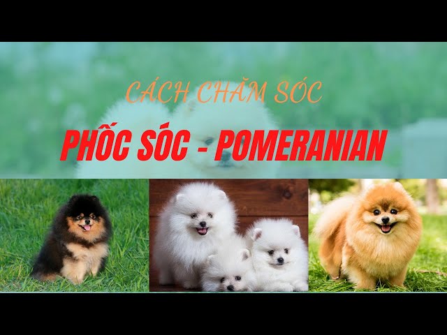 Cách Chăm Sóc Chó Phốc Sóc - Pomeranian như thế nào ?