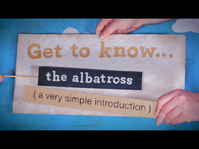 Get to know … the albatross!