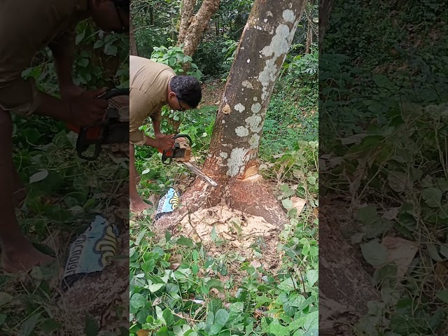 Cutting A Tree | STIHL Chainsaw | STIHL | Building Worker