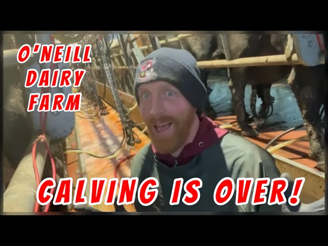 🇮🇪It’s OVER for us!A week in the life of an Irish dairy farm,a storm&calving! #farming #calving