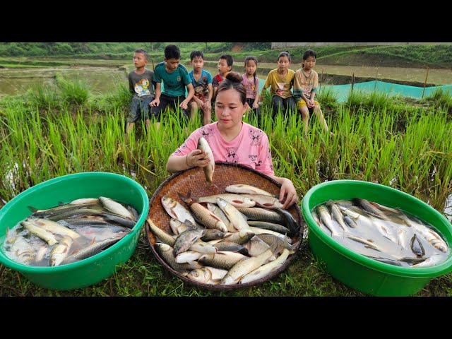 Harvest Fish In The Fields To Sell - Grilled Fish & Cook Sour | Lý Thị Ca