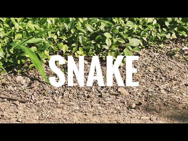 Snake | Small snake |Snake after rain | Snake in the forest | free nature video no copyright