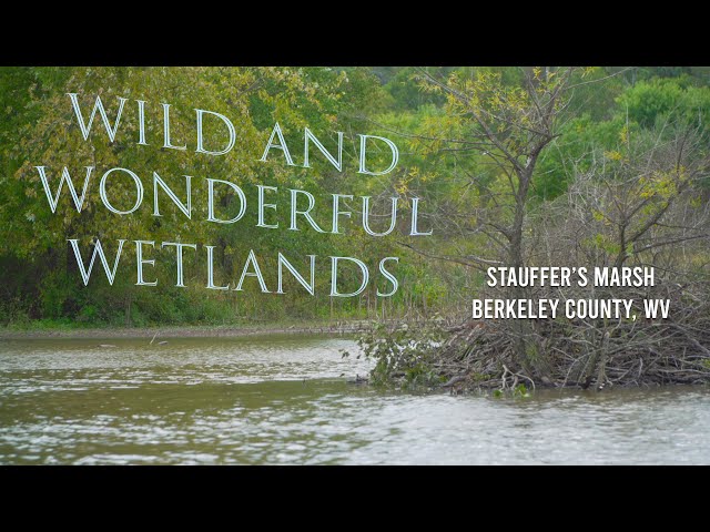 Wild and Wonderful Wetlands - Stauffer's Marsh