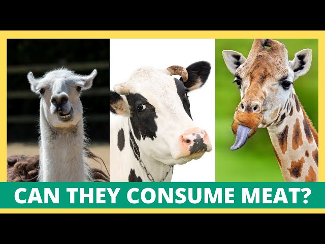 What Happened If Herbivores Consume Meat? |  Understanding Herbivores' "Meat Consumption"