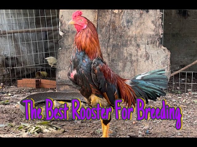 The Best Rooster For Breeding 2024