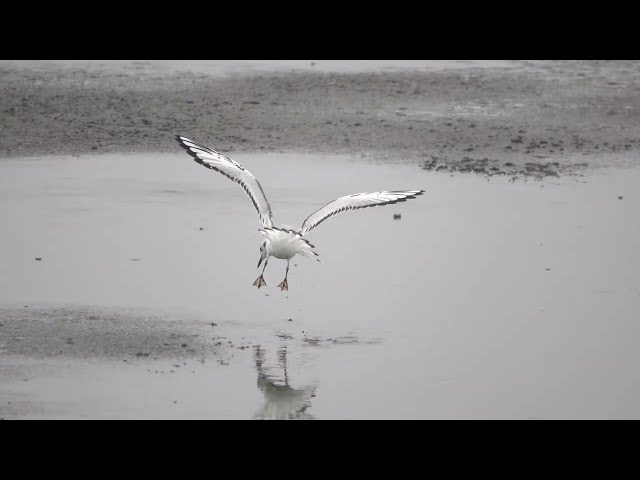 A Bonaparte's Gull hunting food by dancing on mud while flapping its wings