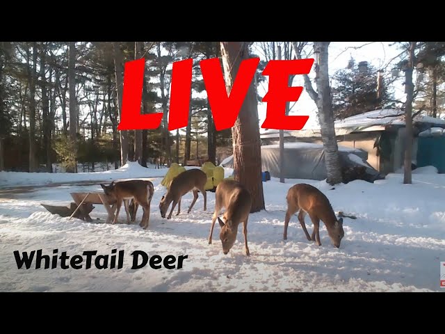 Whitetail deer are here #live