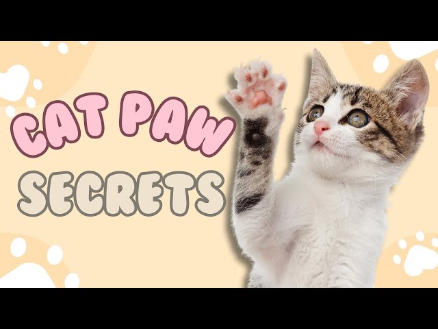 The Hidden World of Cat Paw Pads: Everything You Need to Know!