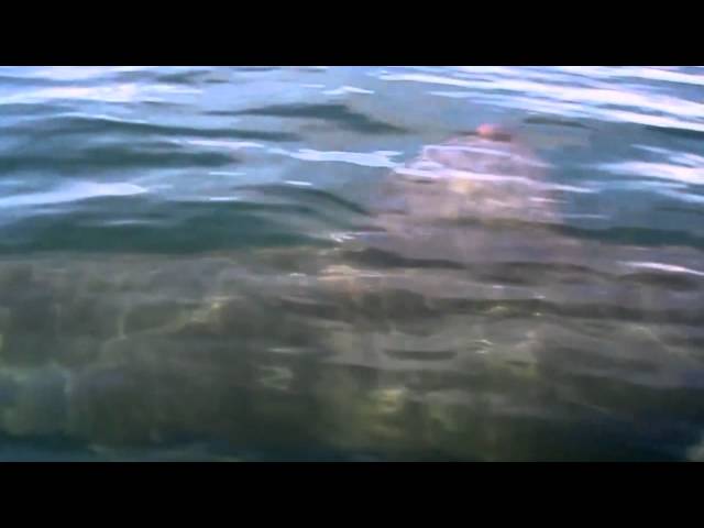 The Megalodon Shark Caught on Video | Real Footage from Canada, Scared Fisherman