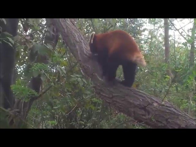 red panda climbing skills - like kung fu (cat-bear)