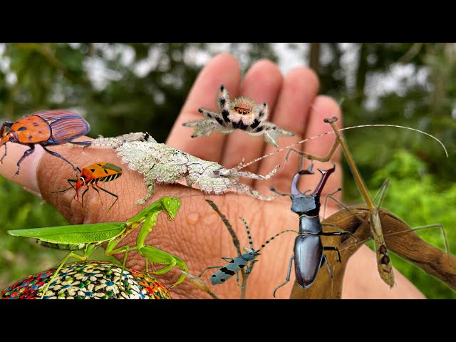 collection of the best insect camouflage, praying mantis, beetles,jump Spiderman