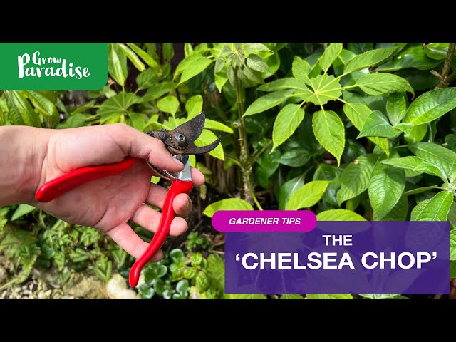 What is the 'Chelsea Chop' & will it help your garden?