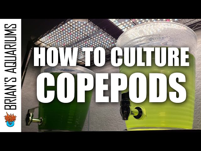 How to Culture Copepods