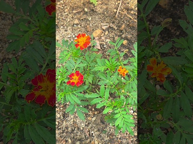 Red And Orange Marigolds #marigoldflower #marigolds #plants #seapunk #vaporwave #gardening #flowers