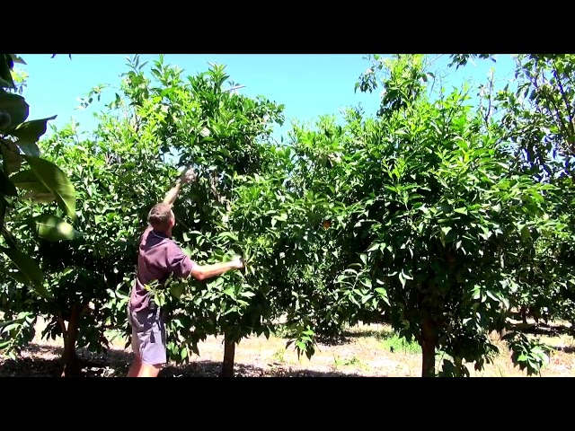 Canopy management trial in high density oranges