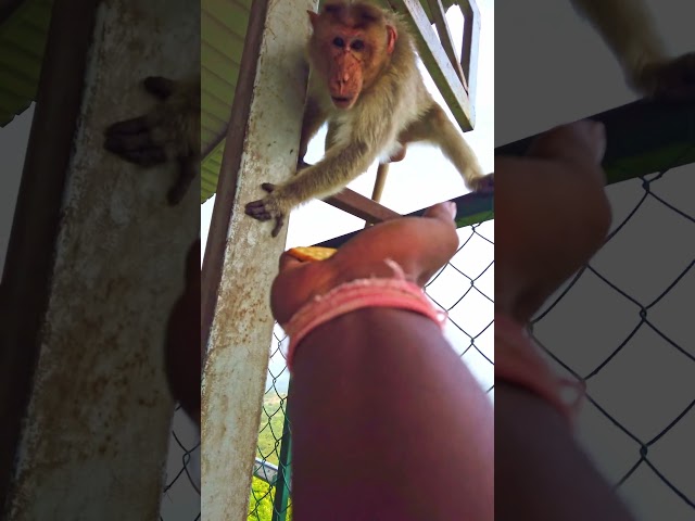 funny monkey | life of a monkey | ep #128