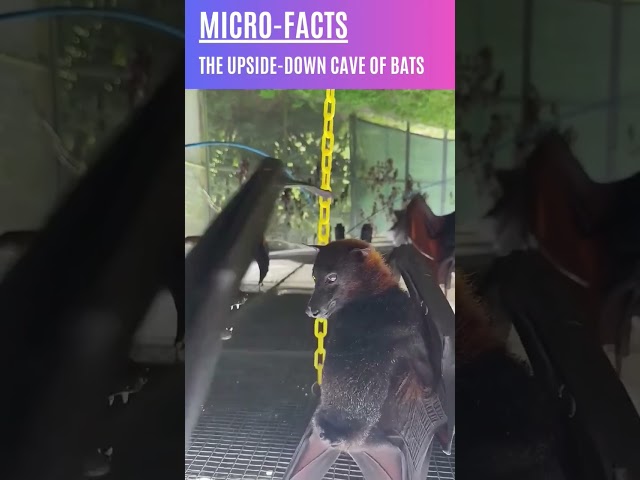 How do bats hang upside down #animals #facts