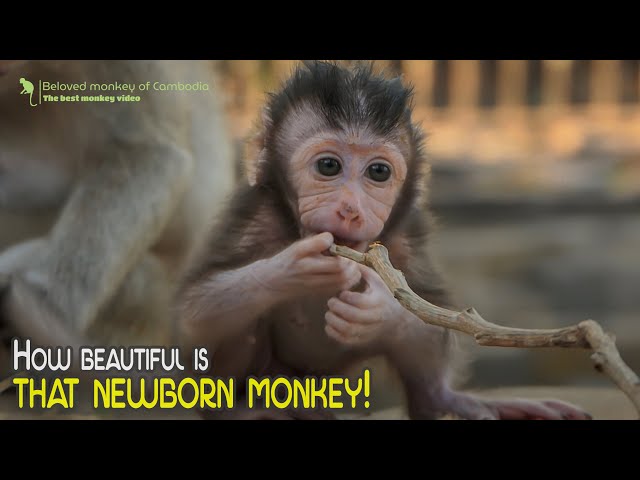 How beautiful is that newborn monkey!
