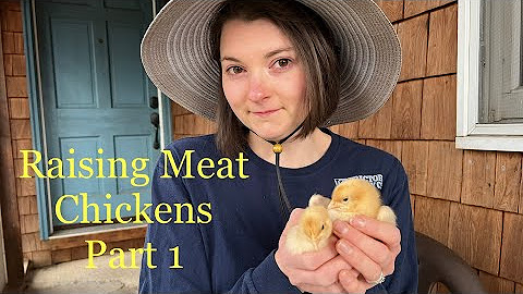 Raising Meat Chickens