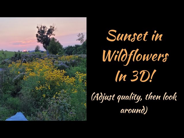 VR Peaceful Wildflower Meadow