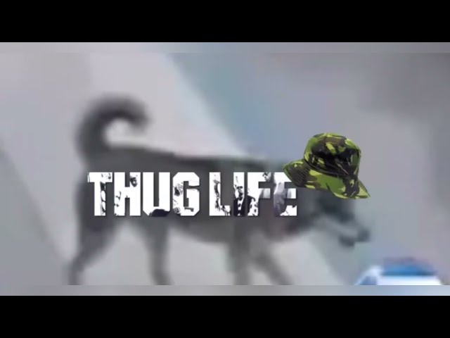 Just for entertainment purposes. | 2024 Thug Life Compilation