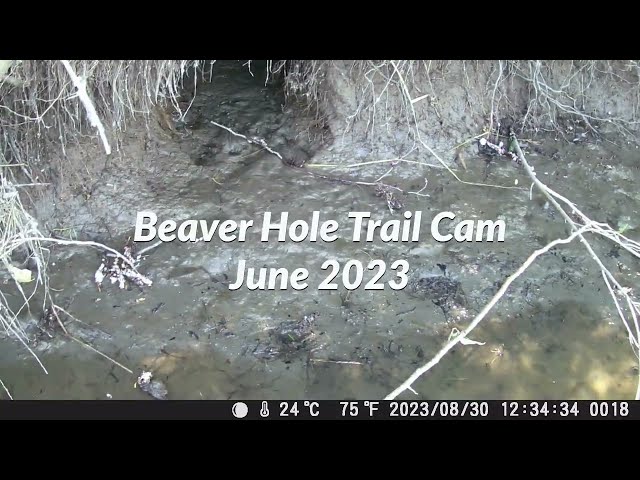 Beaver Hole Trail Cam