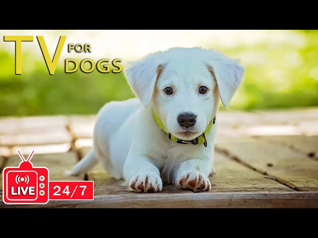 TV for Dogs 24/7: Video Endless Entertainment for Dogs - Anti-Anxiety & Boredom Music