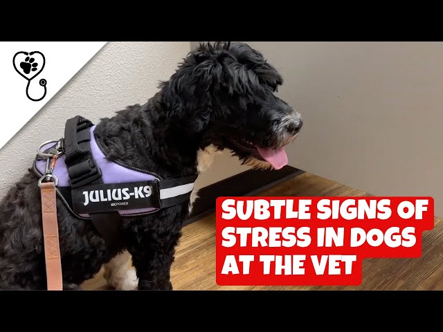 Subtle Signs of Stress in Dogs at the Vet