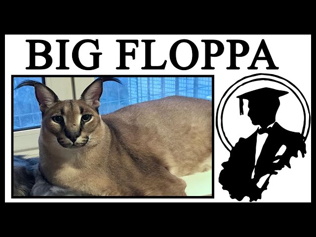 The Story Behind BIG FLOPPA, The Cutest Caracal