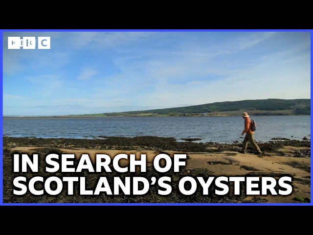 What Happened To Scotland’s Oysters? | Grand Tours Of Scotland’s Rivers